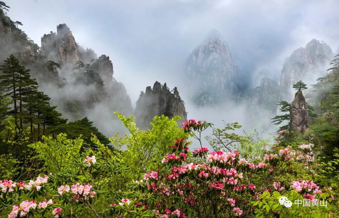 《黄山四季(组图)》             春天该很好,花的年纪在闪耀;夏天该