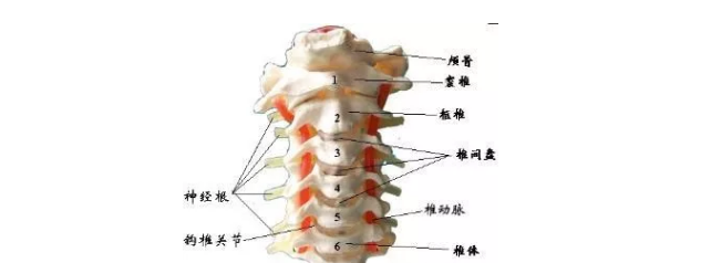 风池穴位疼痛怎么办