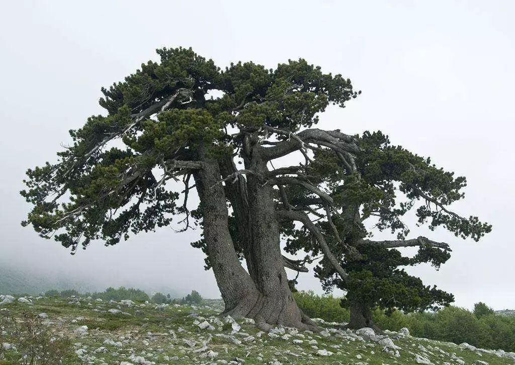 松树:百木之长,寿比南山不老松,松是吉祥之树种.