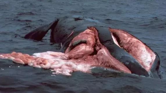 与一艘船的螺旋桨相撞后的北大西洋露脊鲸遗骸