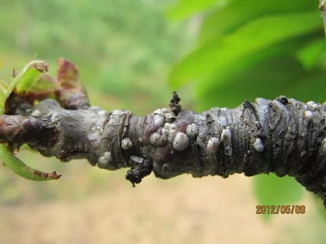 桑白蚧对果树危害真不小,冬季要注意清除树上的虫体