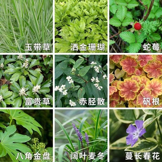 干货丨雨水花园里的植物们(地被花卉篇)