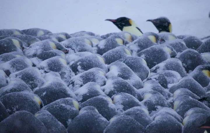 【原创】暴风雪来临 你知道企鹅是如何过冬的吗?