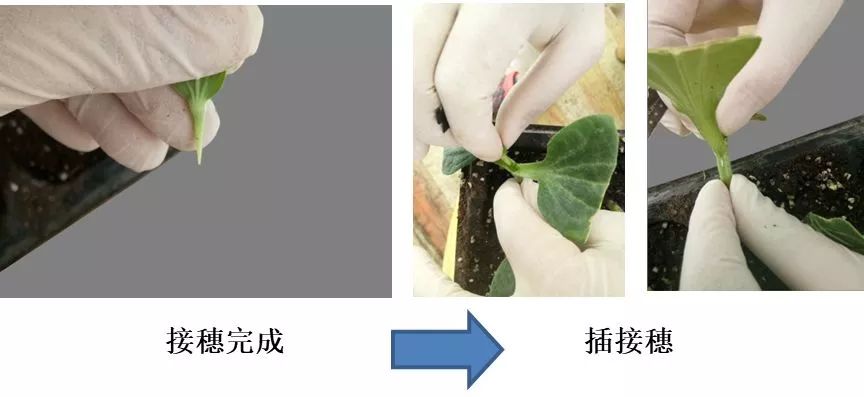 西甜瓜嫁接育苗与栽培关键技术插接法贴接法劈接法