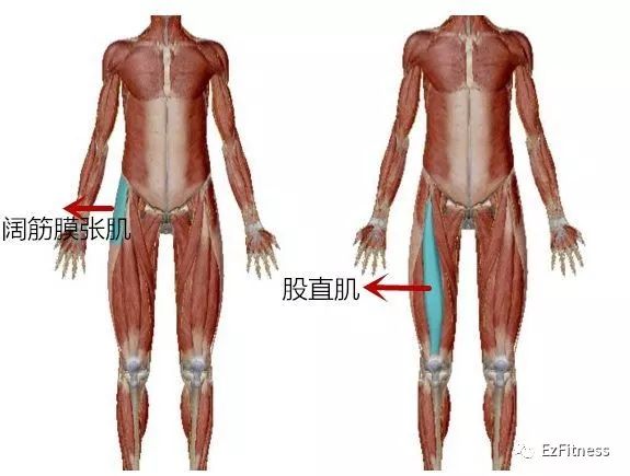 放松臀部肌群 要让上半身下压到最低点 拉伸大腿内侧肌群 矫正因大腿