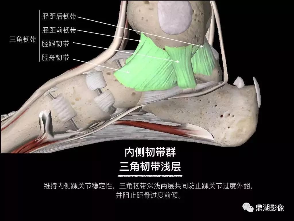 踝关节韧带解剖学