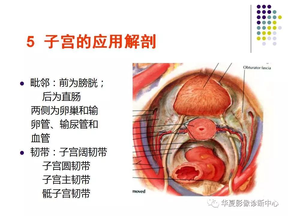 女性盆腔解剖及常见病变的mri诊断