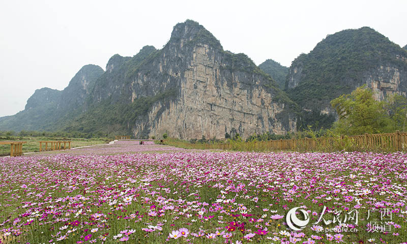 宁明:一个让人出神入"画"的地方_花山