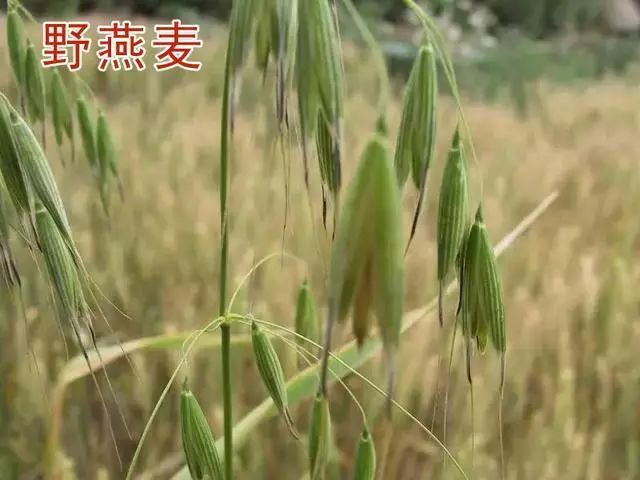 小麦田野麦子包含野燕麦雀麦和节节麦该如何分别进行防治