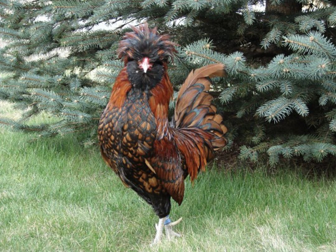 Brown Rooster Image Free Photo