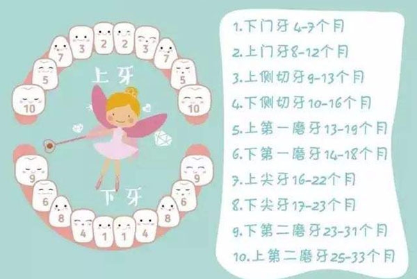 宝宝长牙顺序是怎样的 一张图为你揭开谜底_出牙