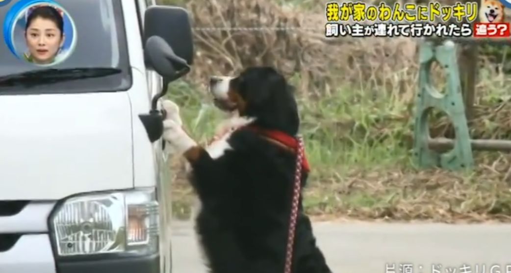 日本测试：如果在狗狗面前遭人绑架，它会做出怎样的反应？