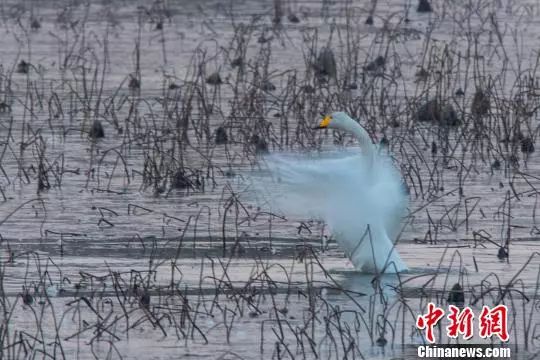 浮光什么成语_成语故事简笔画