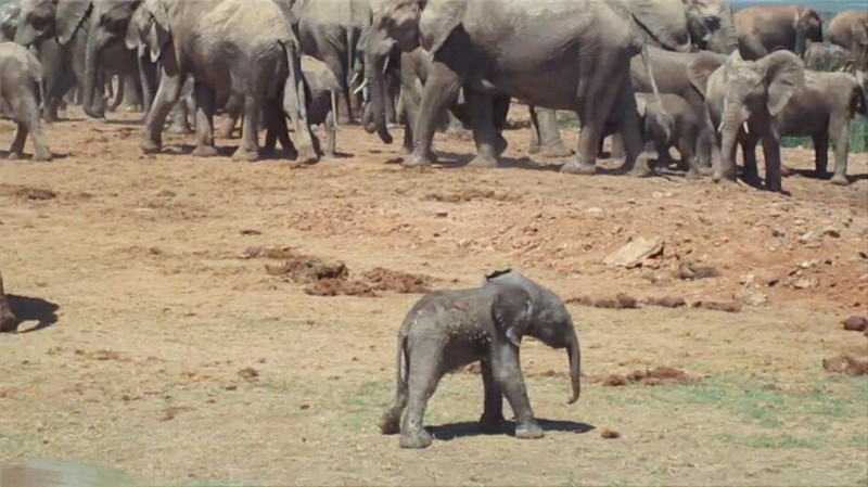 公象突然卷起小象往地上摔,真相让人愤怒