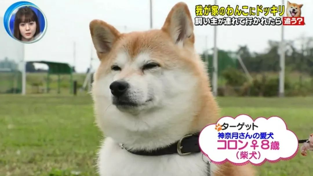 日本测试：如果在狗狗面前遭人绑架，它会做出怎样的反应？
