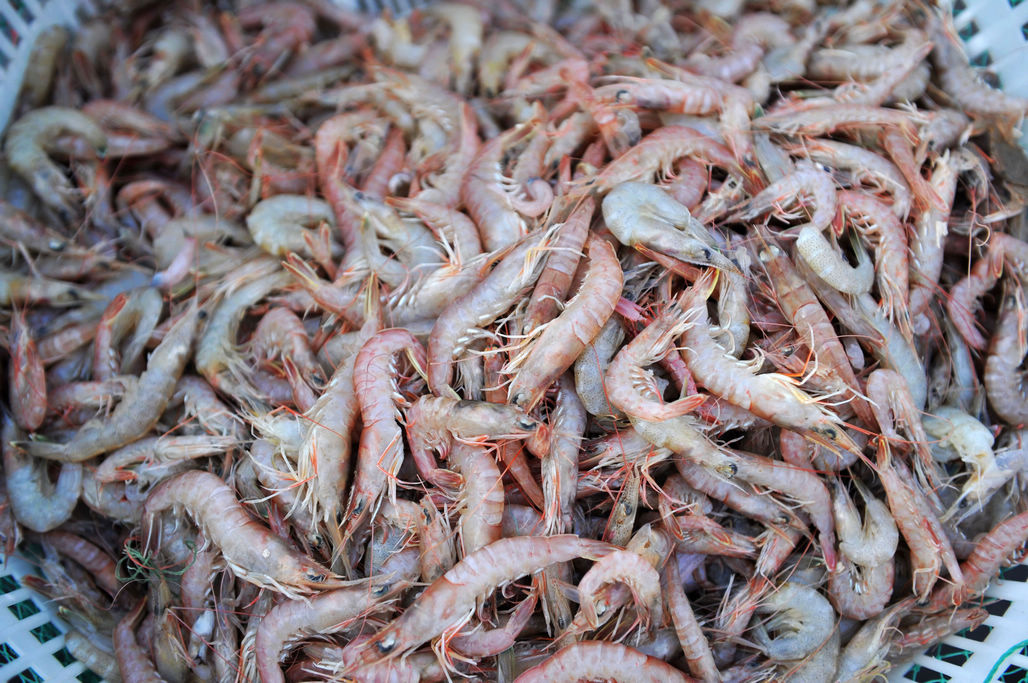 在青岛积米崖海鲜市场,带鱼,鲅鱼,蛎虾以及小杂鱼和贝类海鲜供应充足