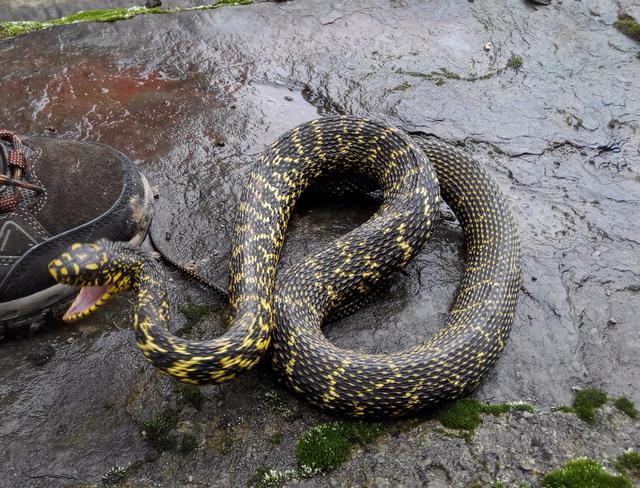 王锦蛇,也叫黄蟒蛇菜花蛇等,是一种体型比较大的无蛇!