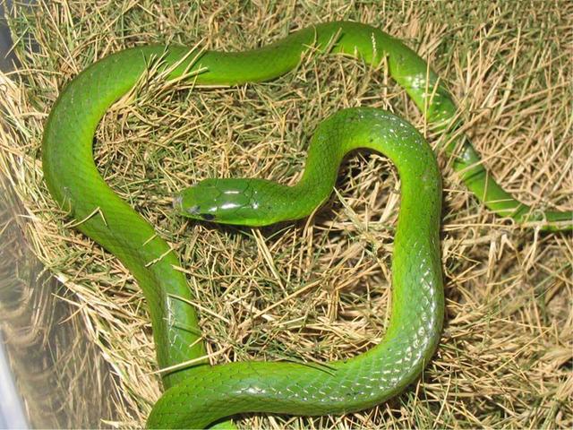 翠青蛇,一种无毒温顺的中等体型卵生绿蛇长和有毒的竹叶青混淆!