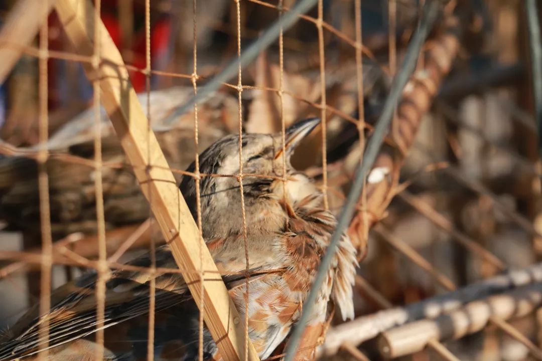 这些被捕的鸟儿被关在笼中,有三只已经死亡,直挺挺地躺在笼子里,身上