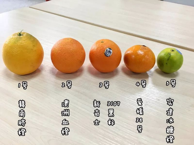 品种太多迷人眼,究竟要挑哪个吃?橙子测评走一波!