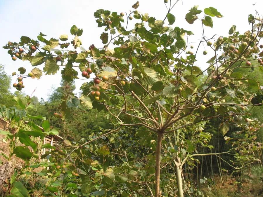 农村一种全身是毒的树果实却可以提炼柴油俗称柴油树