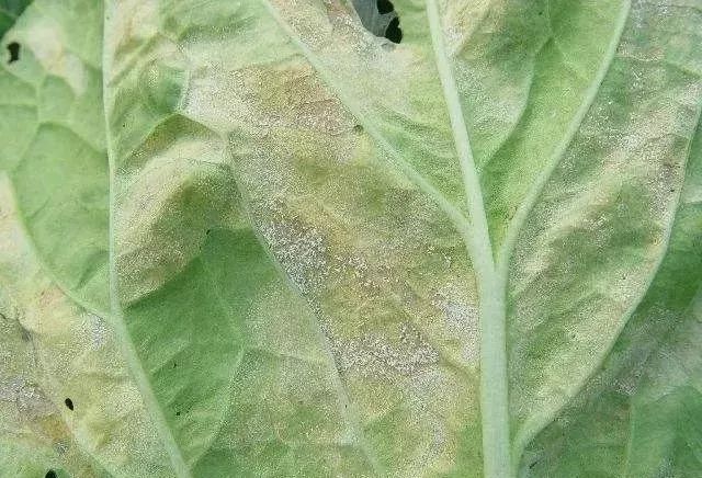 植保专家刘汉舒解答:霜霉病.