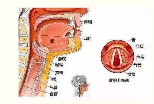 成人口腔音