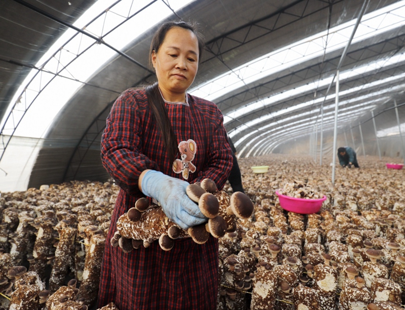 河北省遵化市将食用菌种植作为农民增收的重要途径,采取"合作社 基地