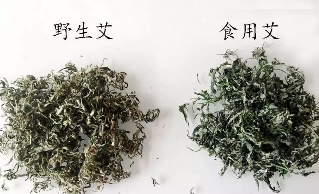 艾草护肤功效知识