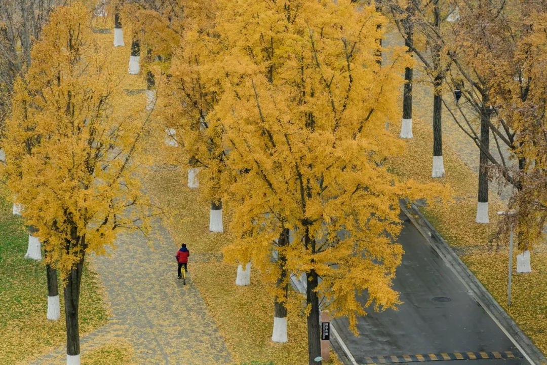 想不想成为中国最美银杏大学的校友