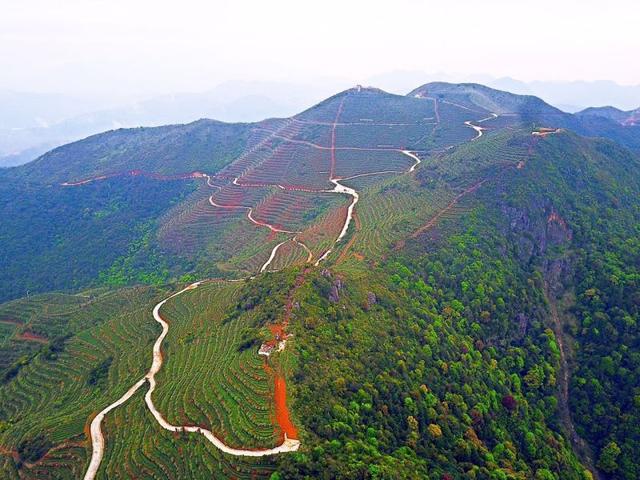 福建这些最美茶园 成为c位网红景点_茶山