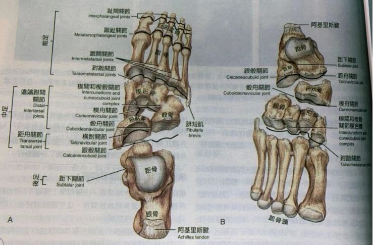 ▼中足:由内中外侧楔骨,足舟骨,骰骨,以及由这些骨骼组成的跗横关节