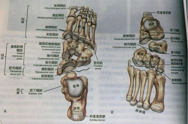 ▼前足:由跖骨和趾骨组成,包括跗跖关节以及其所有远端的足部关节