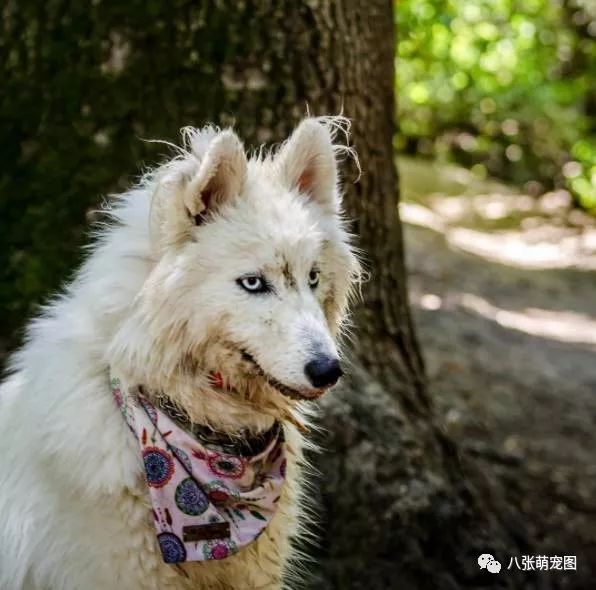 看这欢脱的背影果然哈士奇还是哈士奇没让我们失望……雪(泥?