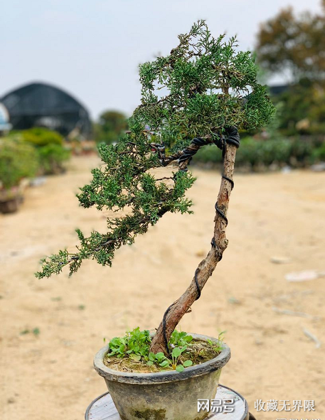 带你走进朋友的盆景基地老桩盆景根部造型别致让人看了好喜欢