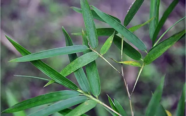 【用途】末级小枝2或3叶;叶耳小,具淡绿褐色至淡黄色长为4-6毫米的繸