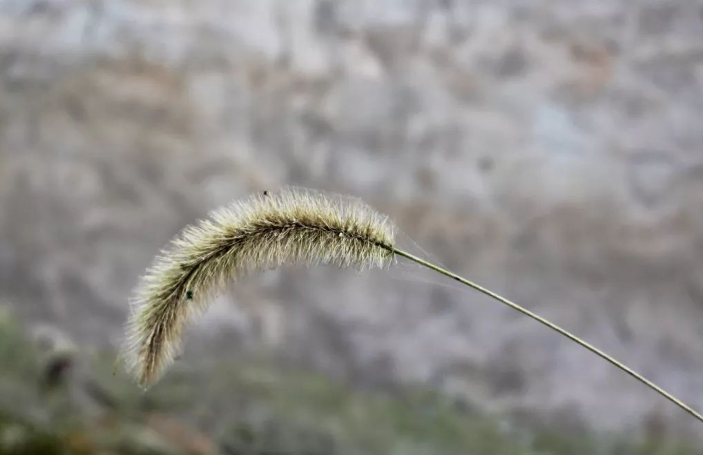 狗尾巴草用威远话说叫"毛狗儿"小时候最爱玩的植物叼在嘴里感觉全村