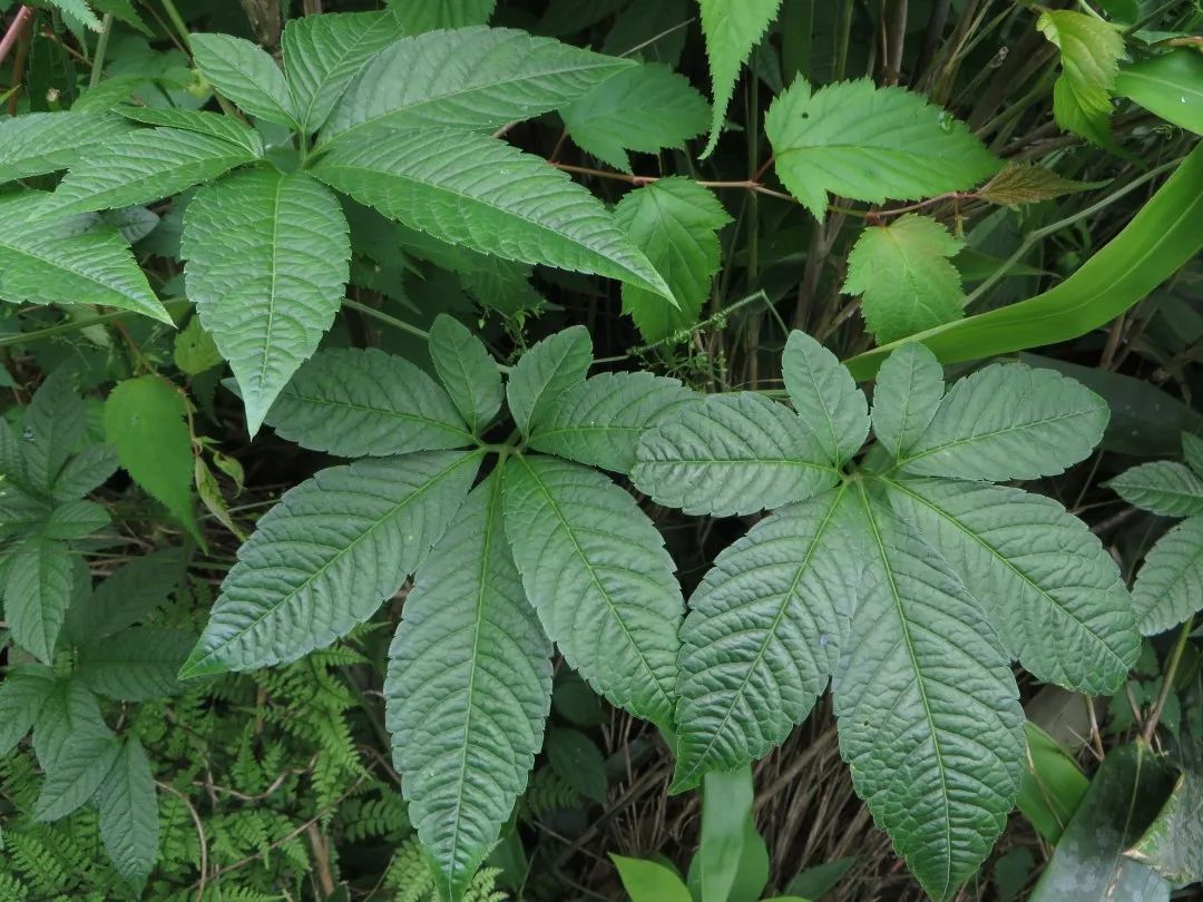 浙江省重点保护野生植物,就长在泰顺乌岩岭!