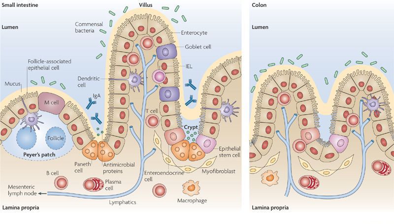 细胞,也包括其它诸如杯状细胞(参与黏液生产),肠内分泌细胞(分泌激素)