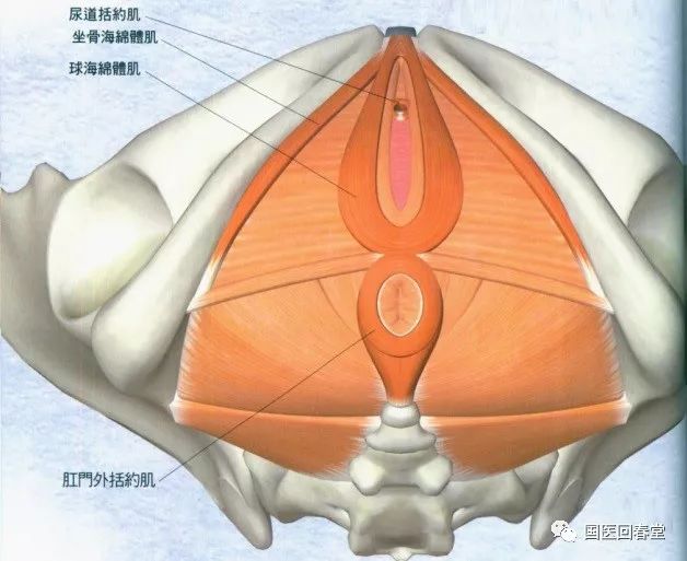 史上最全的骨盆终极详解(三):带您深入了解身体中最重要的构造