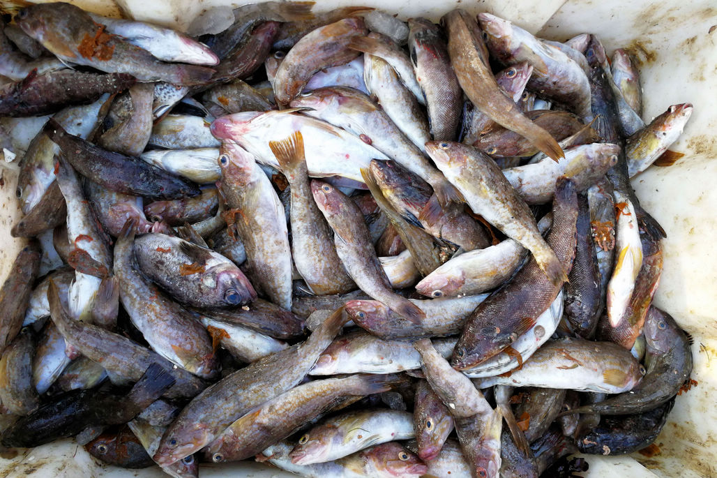 初冬海鲜市场依然丰富多彩海孩子鱼4元一斤