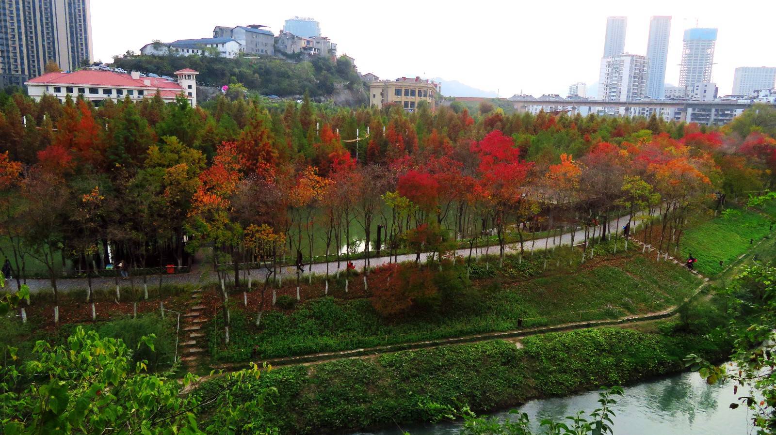 最美赏叶季,宜昌市运河公园落叶不扫成为景观