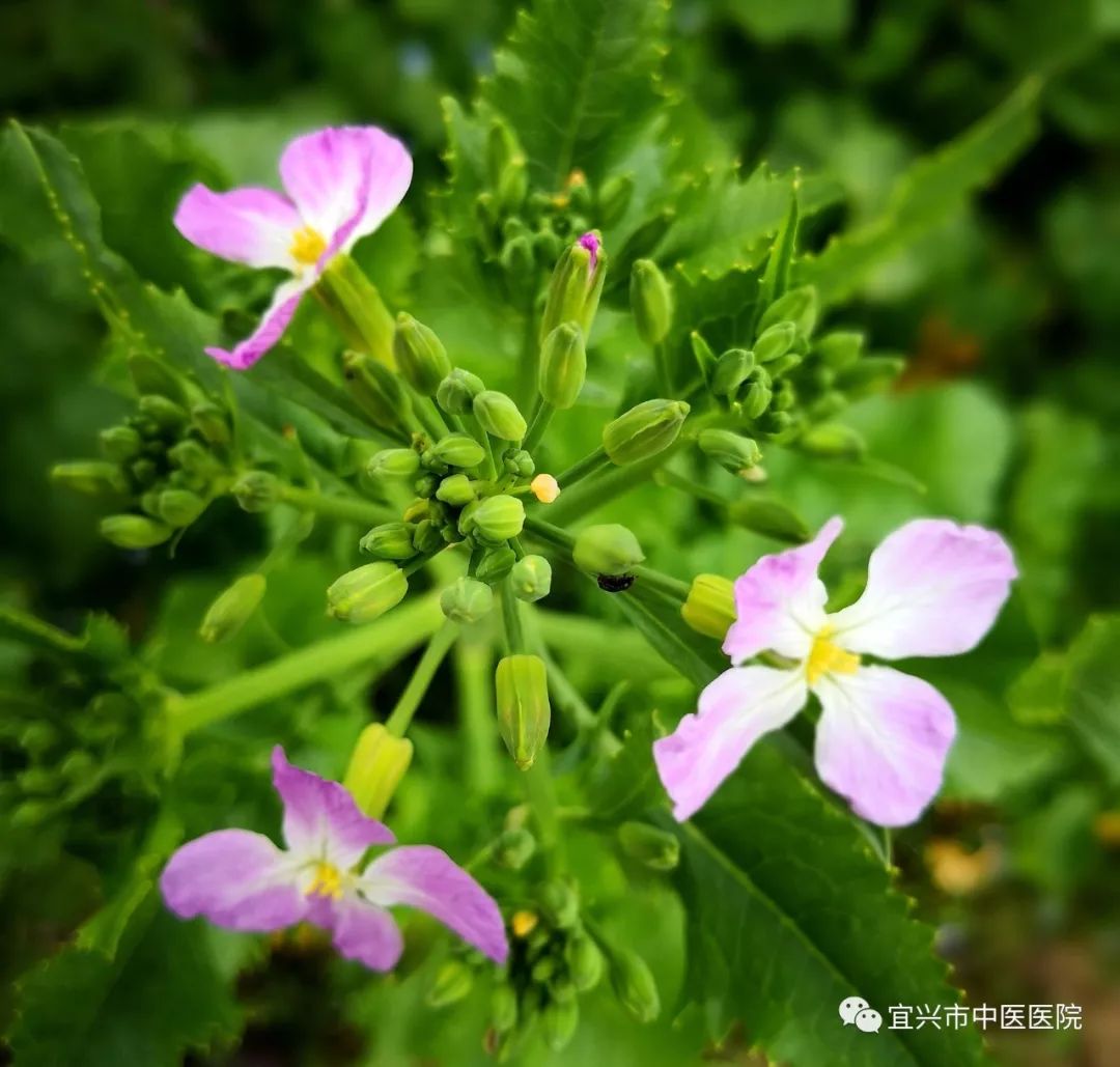 农村这种野草有很好消肿解毒止痒功效，农民称它水蔓菁，你见过吗