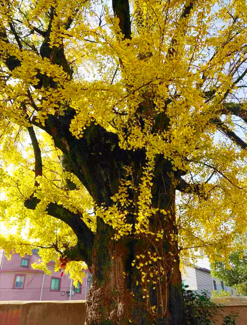 在鄞州区东吴镇东村有棵近900年历史的古银杏树,是宁波的"十大树王"
