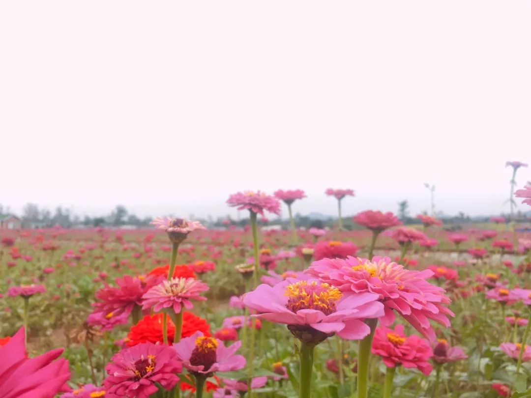 成都市 龙泉驿区蔚然花海