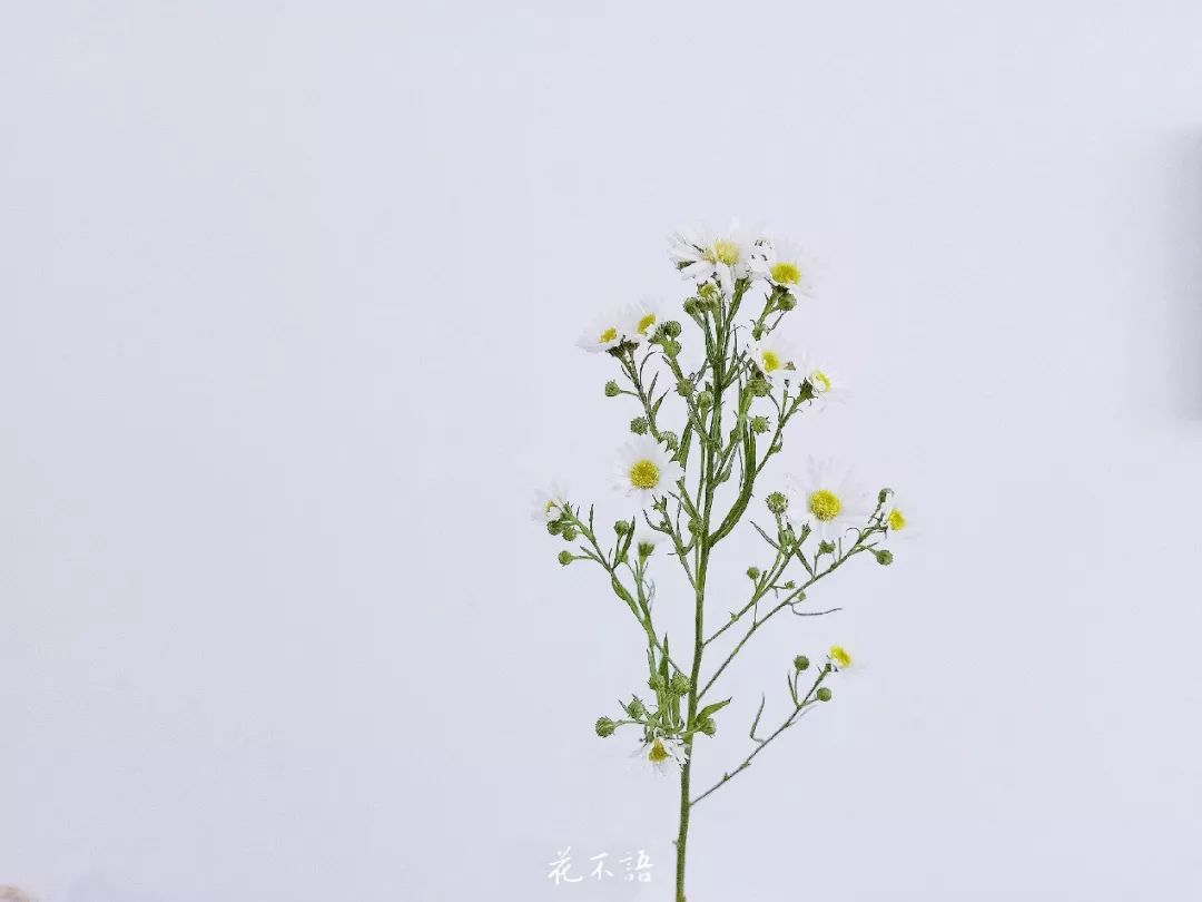 白色孔雀草:下图所示的孔雀草是自然系小清晰搭配神器,它和小雏菊类