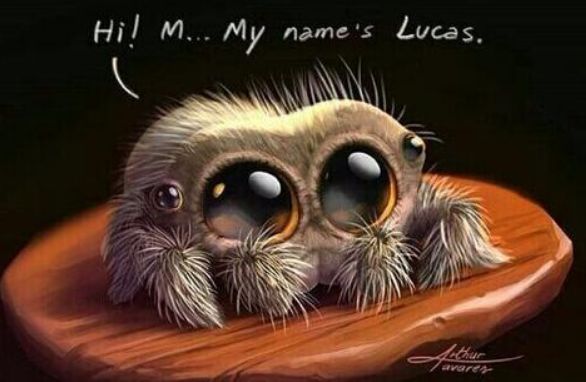 你还记得他吗,小蜘蛛卢卡斯!
