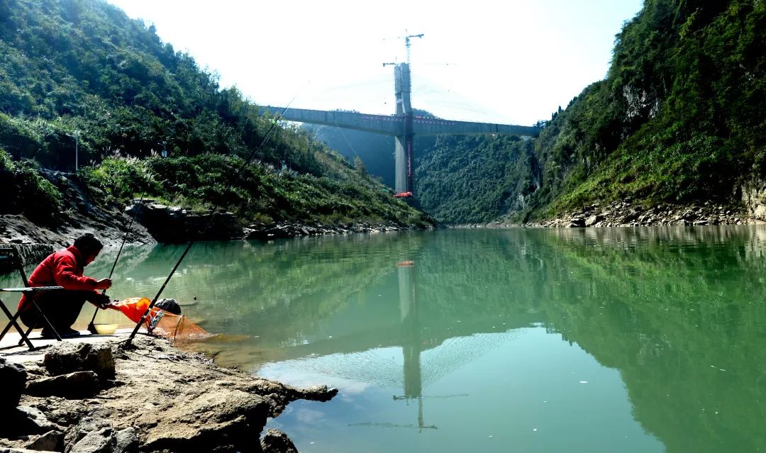 1米的长湾澧水大桥位于湖南省张家界市桑植县,正好穿越大鲵核心保护区