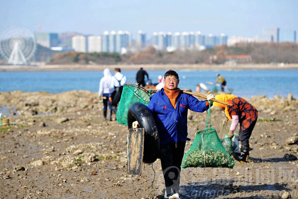 冬日去唐岛湾赶海 蛤蜊海蛎子一挖一麻袋