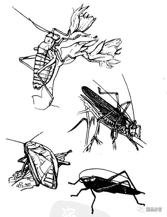 国画图文教程:全网最全的昆虫白描图谱